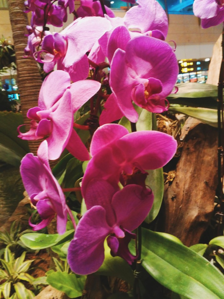 Orchid garden