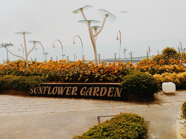 Sunflower garden